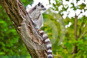 Lemures sitting on branch in zoo in Augsburg in germany photo