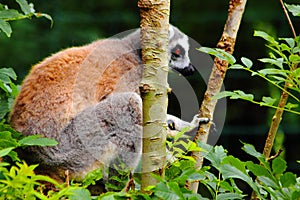 Lemures sitting in branch in zoo in germany