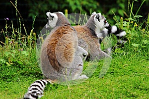 Lemures sitting on gras in zoo in Augsburg in germany photo