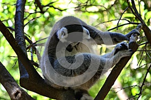 Lemuri of Madagascar photo