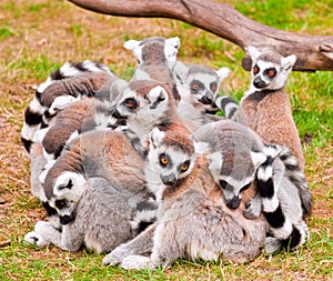 Lemurs