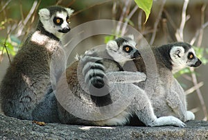 Lemurs