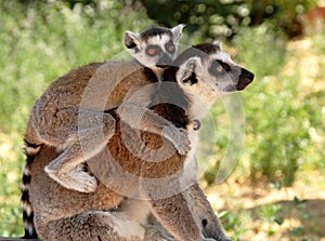 Lemurs