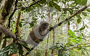 Lemurs in Andasibe Park Madagascar