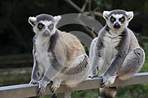 Lemurs catta