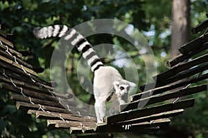 Lemurs are climbing in the Apenheul in Apeldoorn