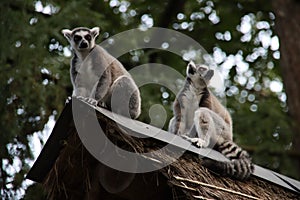 Lemurs are climbing in the Apenheul in Apeldoorn
