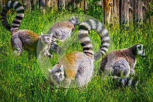 Lemurs photo