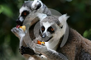 Lemurs Eating
