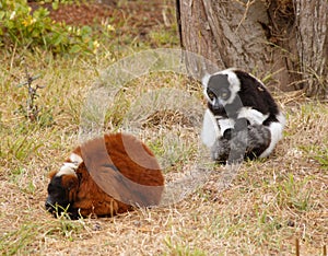 Lemurs on the grass