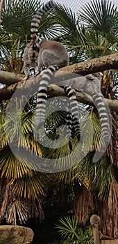 Lemurs