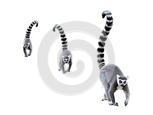 lemurs isolated on white background
