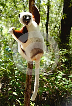 Lemurs in Madagascar