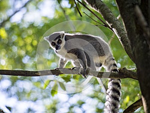 Lemurs of Madagascar