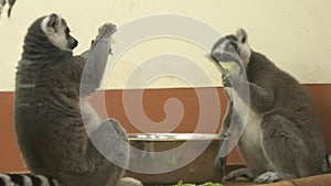 Lemurs of Madagascar eating