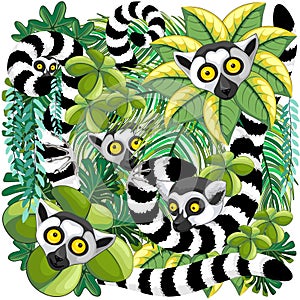 Lemurs on Madagascar Rainforest