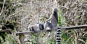 Lemurs in a park