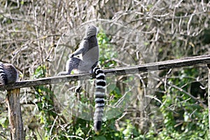 Lemurs in a park