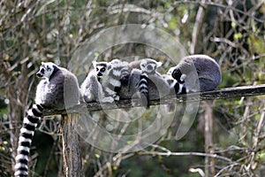 Lemurs in a park