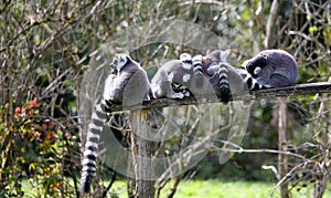 Lemurs in a park
