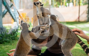 Lemurs play with a girl