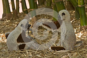 Lemurs playing