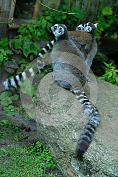 Lemurs playing on the stone, vertical