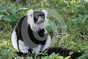 Lemurs are primates belonging to the suborder Strepsirrhini. Like other strepsirrhine primates, such as lorises, pottos, and photo