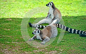 Lemurs resting