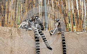 Lemurs resting