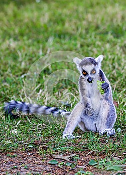 The lemurs (ring-tailed lemur) eating leaf