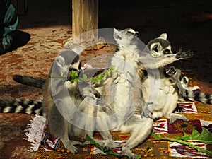 Lemurs on rugs