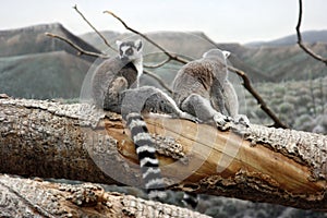 Lemurs on the tree