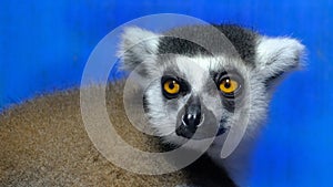 Lemurs are wet-nosed primates of the superfamily Lemuroidea photo