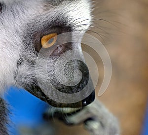 Lemurs are wet-nosed primates of the superfamily Lemuroidea photo