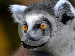 Lemurs are wet-nosed primates of the superfamily Lemuroidea. photo