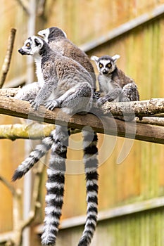 Lemus or Lemuroidea on a zoo photo