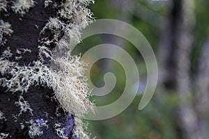 Lenga beech tree forest, Nothofagus Pumilio, Reserva Nacional Laguna Parrillar, Chile