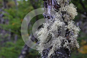 Lenga beech tree forest, Nothofagus Pumilio, Reserva Nacional Laguna Parrillar, Chile