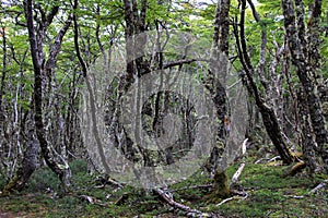 Lenga beech tree forest, Nothofagus Pumilio, Reserva Nacional Laguna Parrillar, Chile