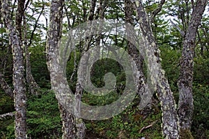 Lenga beech tree forest, Nothofagus Pumilio, Reserva Nacional Laguna Parrillar, Chile photo