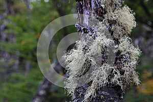 Lenga beech tree forest, Nothofagus Pumilio, Reserva Nacional Laguna Parrillar, Chile photo