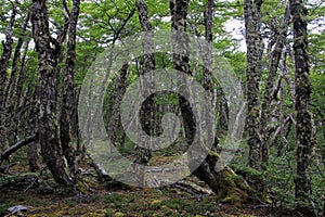 Lenga beech tree forest, Nothofagus Pumilio, Reserva Nacional Laguna Parrillar, Chile photo