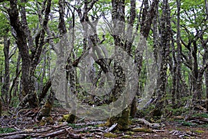 Lenga beech tree forest, Nothofagus Pumilio, Reserva Nacional Laguna Parrillar, Chile photo