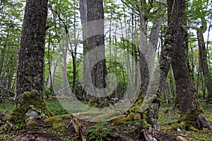 Lenga beech tree forest, Nothofagus Pumilio, Reserva Nacional Laguna Parrillar, Chile photo