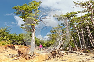 Lenga forest en route to the Torres del Paine, Patagonia, Chile