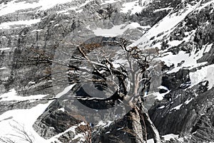 Lengas Torres del Paine