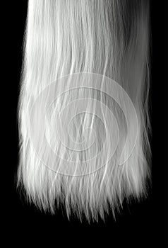 Length Of Hair