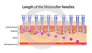 Length of the mesoroller needles, Vector illustration photo