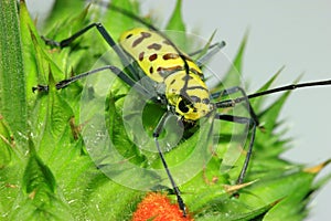 Length mirror spider beetle (Gerania bosci).